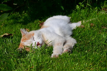 A white cat with red spots sleeps on the green grass, stretched out and stretching its paws. Selective focus. A cat in the country. Summer resident. Daytime sleep.