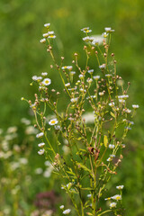 Floral field of wild flowers. Multicolored flowers in the meadow.