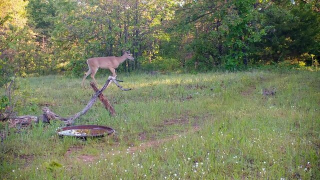 White-tailed buck walking in an opening in the woods in the morning, with sun filtering through trees;