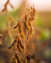 Soybean yellow ripe field at agricultural farm