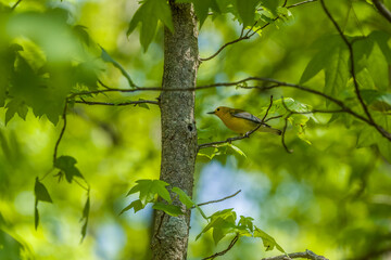 Prothonotary warbler in a tree
