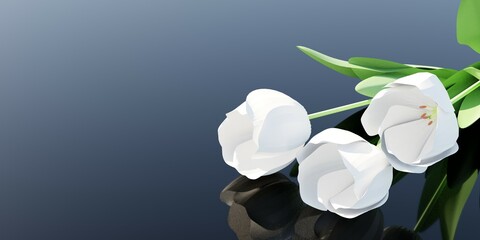 White tulips on a blue background. Background for booklets and posters.