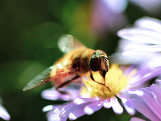 bee on flower