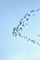Kraniche auf dem Flug nach Süden