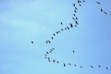 Kraniche auf dem Flug nach Süden