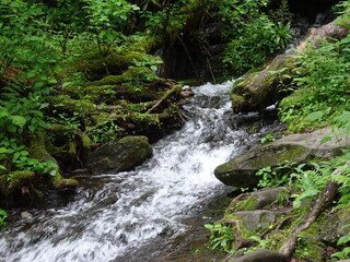 Fototapeta premium Great Smoky Mountains National Park Tennessee