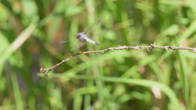 Blue Dasher dragonfly resting in thermoregulating obelisk posture on a dry blackberry twig,  then flies off and returns