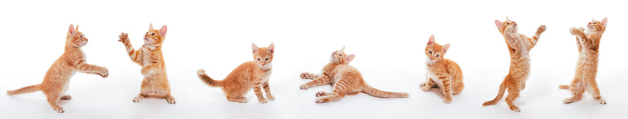 A set of images of a playful small ginger kitten that plays, jumps, grabs, sways on the floor - 457198832