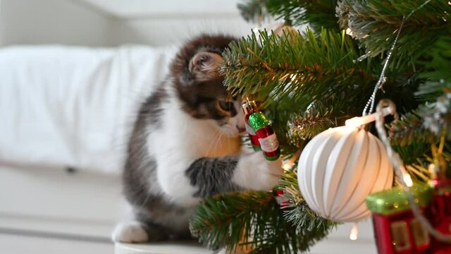 little cute funny kitten cat playing on armchair with christmas decorations at home. High quality 4k footage