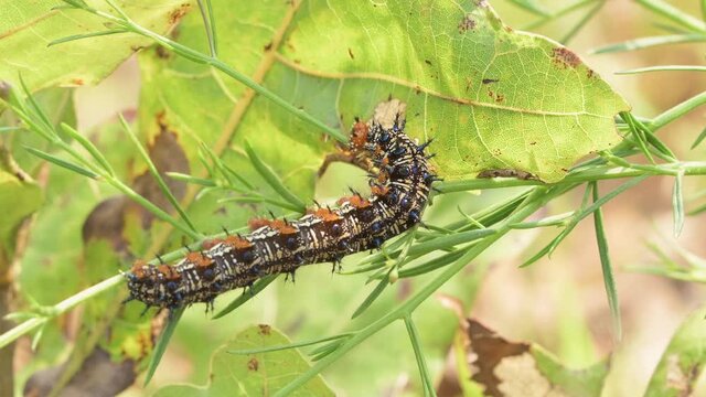 Spiny and colorful Common Buckeye butterfly caterpillar on its host plant, False Foxglove