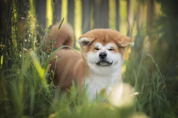 A cute red Akita inu puppy with a fluffy tail standing among the green bushes against the background of a wooden fence and a bright summer landscape