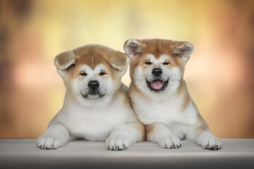 Two cute red akita inu puppies sitting side by side with their paws on a white wooden bench against the backdrop of a bright autumn landscape. The mouth is open. Looking into the camera