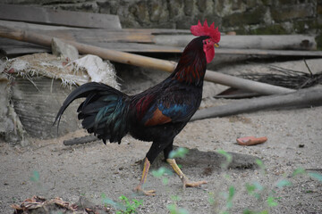 black rooster
