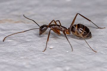 Adult Female Carpenter Ant