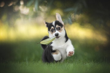 A funny tricolor welsh corgi pembroke puppy running on green grass against the backdrop of a bright summer landscape and the setting sun. Paws in the air. Looking into the camera. Leaf in teeth