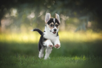 A funny tricolor welsh corgi pembroke puppy running on green grass against the backdrop of a bright...