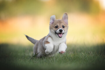 A funny red welsh corgi pembroke puppy running on green grass against the backdrop of a bright summer landscape and the setting sun. Paws in the air. The mouth is open.