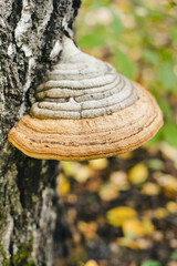 Mushrooms on the tree. Tinder fungus on a tree trunk. Chaga on a birch.