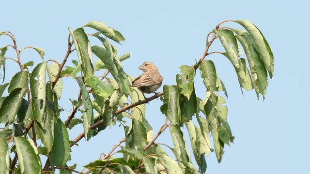 A female or immature House Finch sitting in a Persimmon tree, looking around, with blue sky background