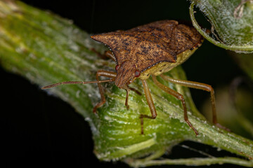 Adult Stink bug