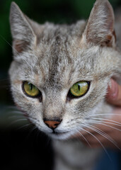 close up portrait of a cat