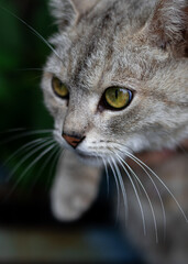Obraz premium close up portrait of a cat