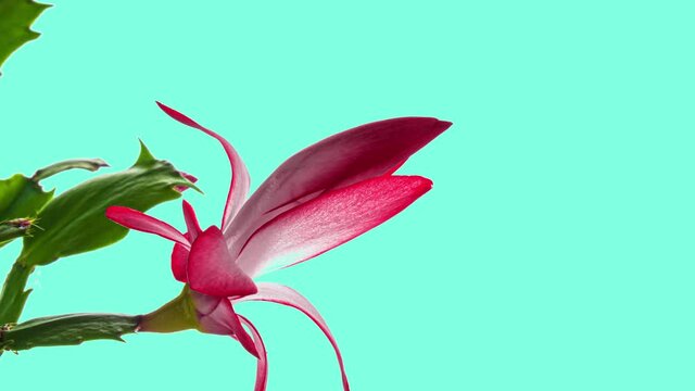 Timelapse of growing and blooming pink Christmas cactus Schlumbergera isolated on mint background 4K