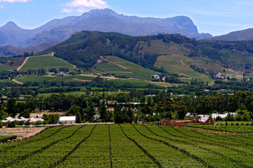 Vinicola em Stellenbosch. Cidade do Cabo. África do Sul.