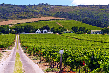 Vinicola em Stellenbosch. Cidade do Cabo. &Aacute;frica do Sul.