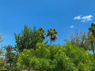 Tropical island, palm trees on sky background