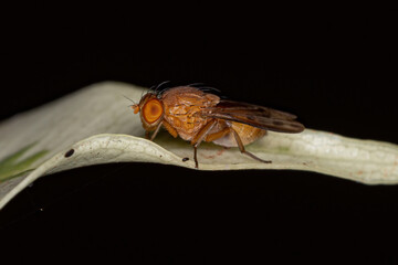 Adult Acalyptrate Fly