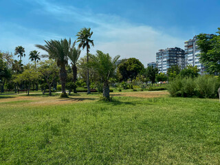 Beautiful Park Geen Grass And Trees Background Copyspace