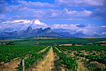 Vinicola em Stellenbosch. Cidade do Cabo. &Aacute;frica do Sul.