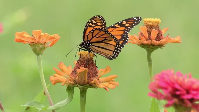 Closeup of a beautiful male Monarch butterfly getting nectar from an orange Zinnia flower,  then flying off