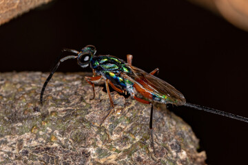 Adult Chalcidoid Wasp