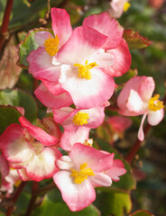 Naklejka na ściany i meble Fibrous-Rooted Begonia, outdoor ornamental plant with blooming blossoms. White blossoms with red edges and yellow center and green leaves.
