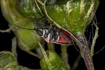Adult White-crossed Seed Bug