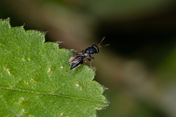 Adult Chalcidoid Wasp