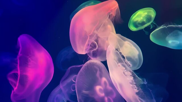 Relaxing view of slowly floating jellyfish on bright blue background.