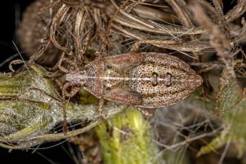 White-crossed Seed Bug Nymph