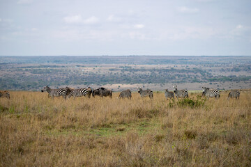kenyan landscape