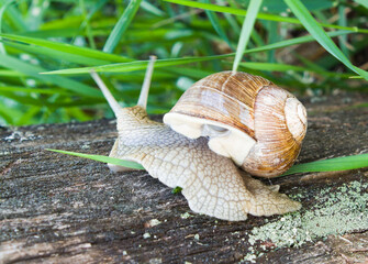 A snail crawls up the bark of a tree overgrown with moss.