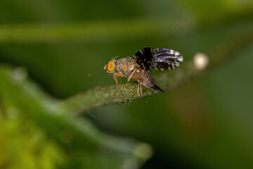 Adult Fruit Fly