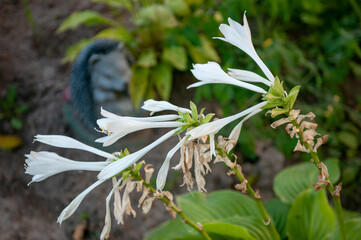 white flower in the garden