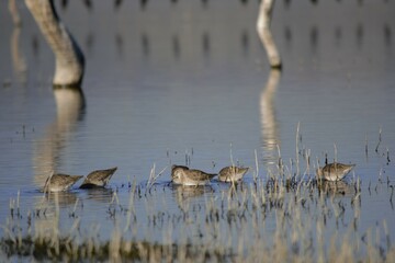 Birds in the lake
