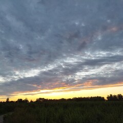 sunset over the field