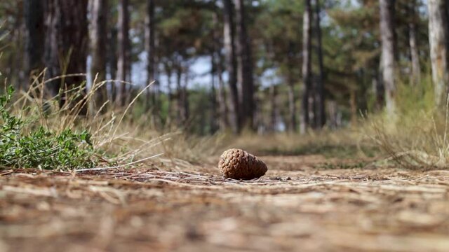 Pine cone falls on a path in the forest