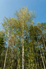 Yellowing crown of trees against a blue clear sky. Early autumn forest on a clear sunny day....