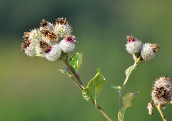 In the wildlife grows burdock (Arctium)