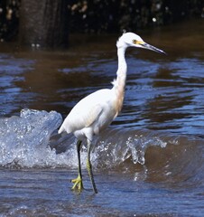 Snowy Egret